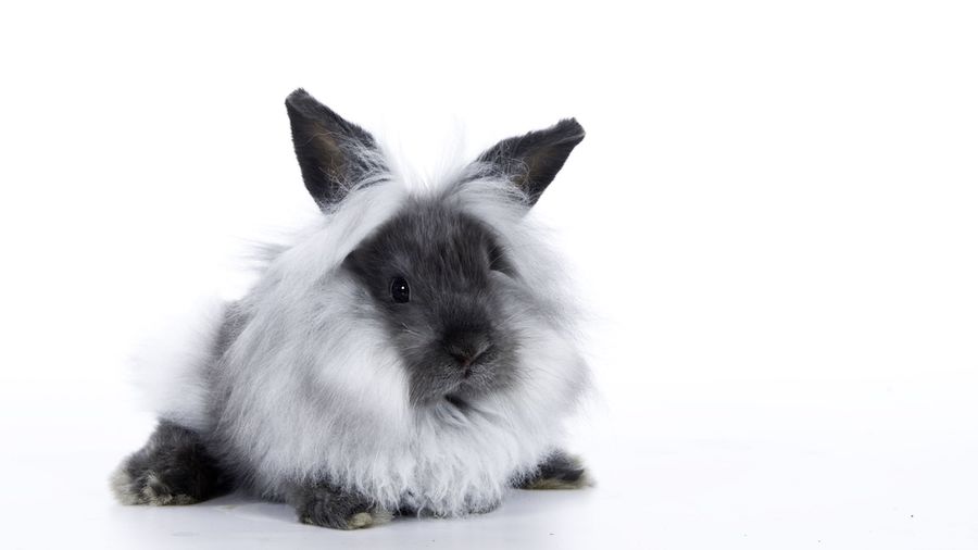 le lapin lionhead