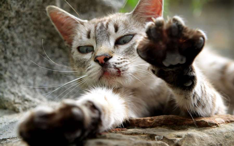 Les 5 races de chats les plus dangereuses du monde
