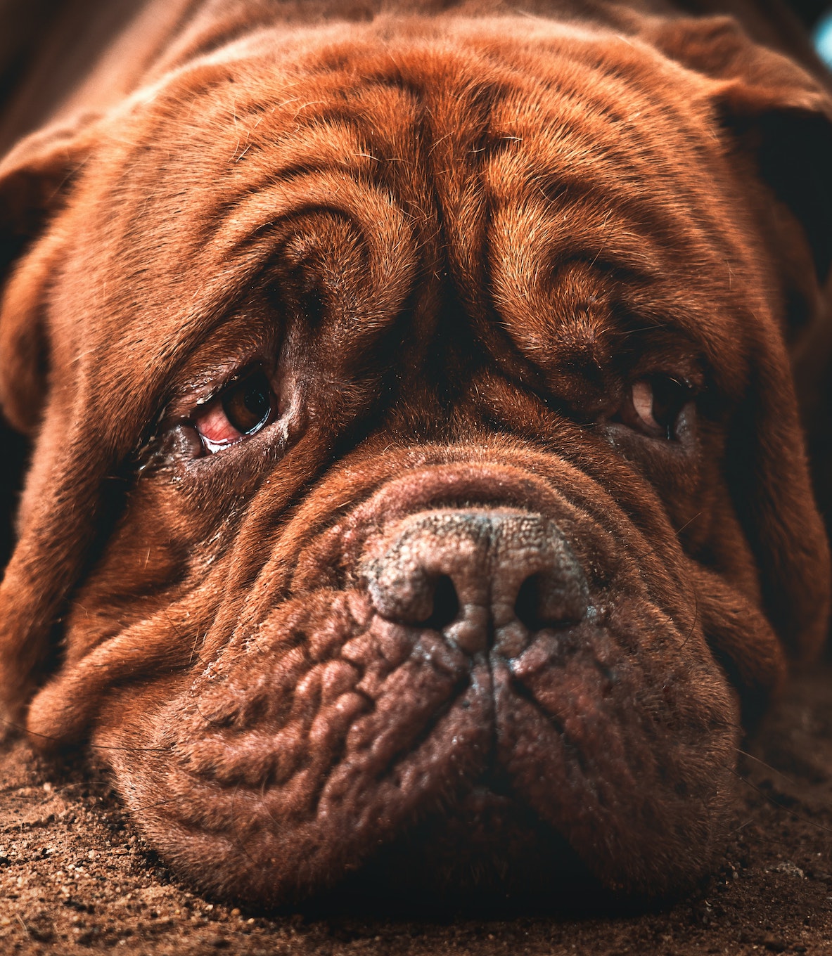 Guide complet pour nettoyer les yeux de son chien comme un expert !