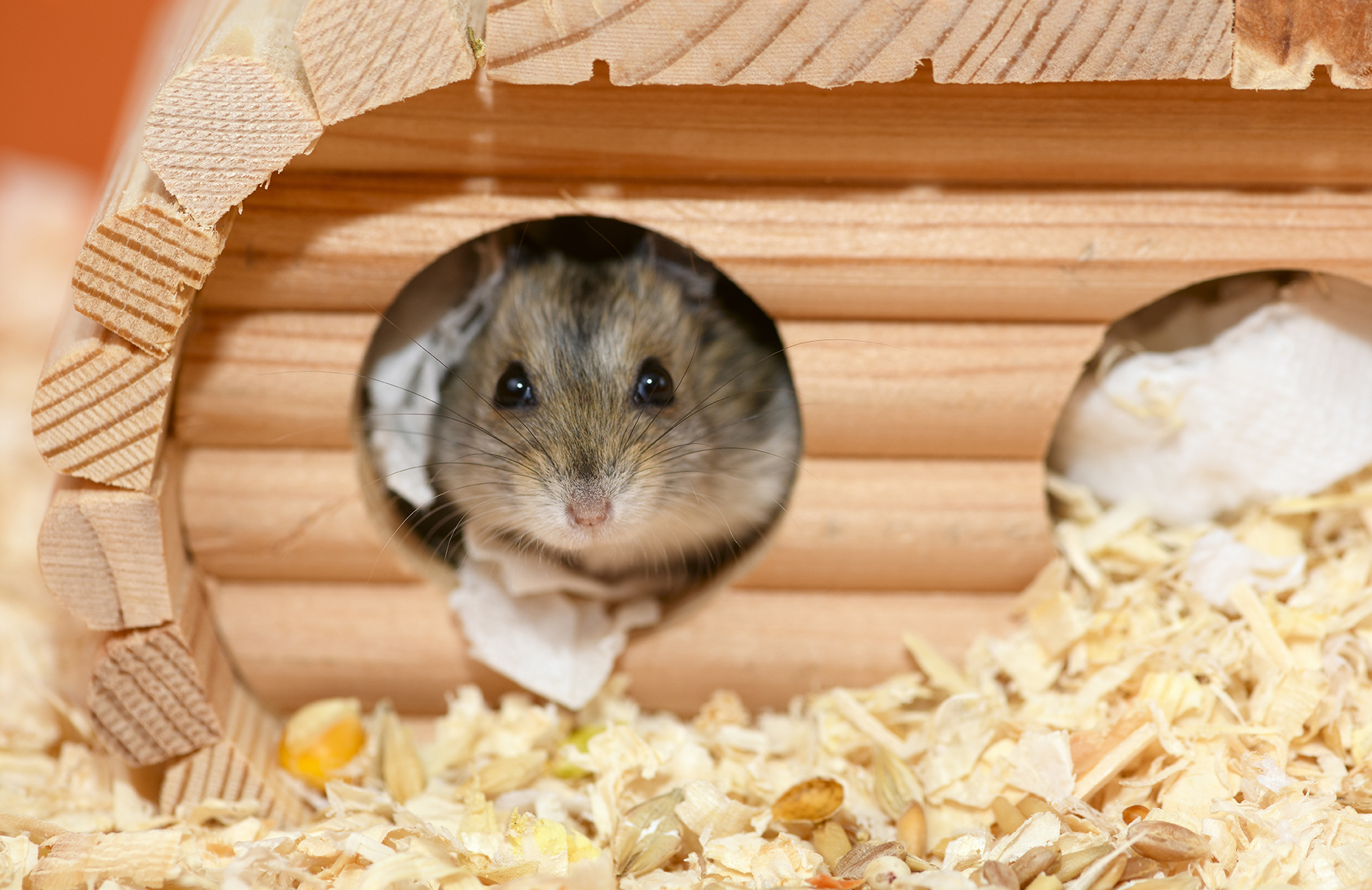 Quelle cage choisir pour un hamster ? 8 conseils primordiaux