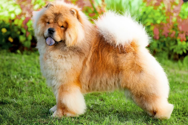chien-chow-chow