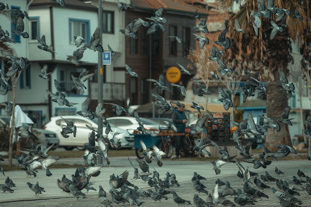 Pigeons dans la rue