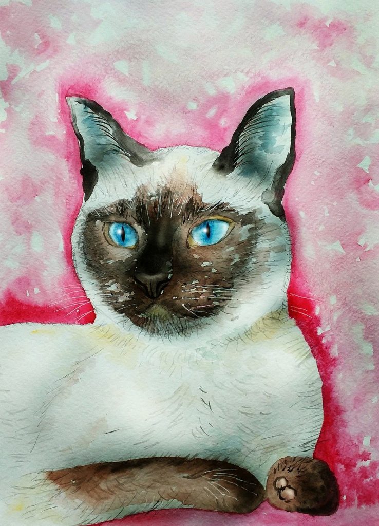 dessiner-un-chat-facile