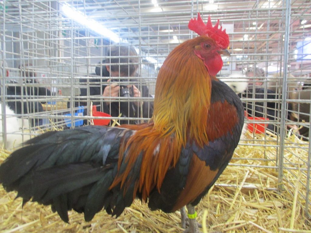 Coq ardennais
