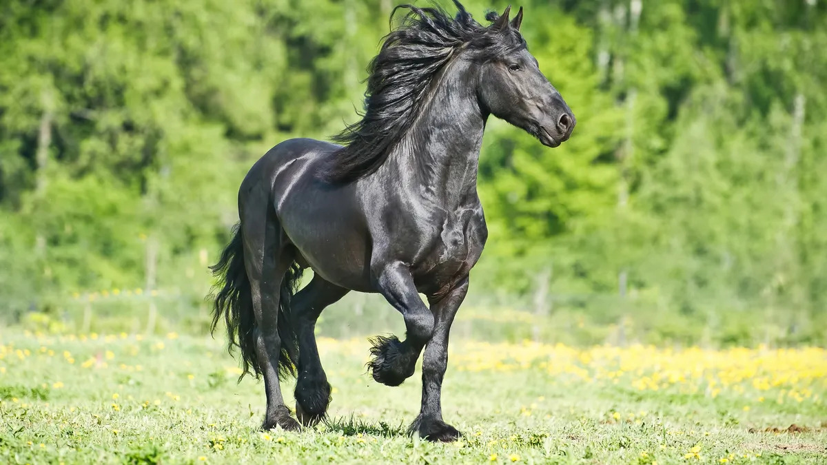 Plus beaux animaux du monde