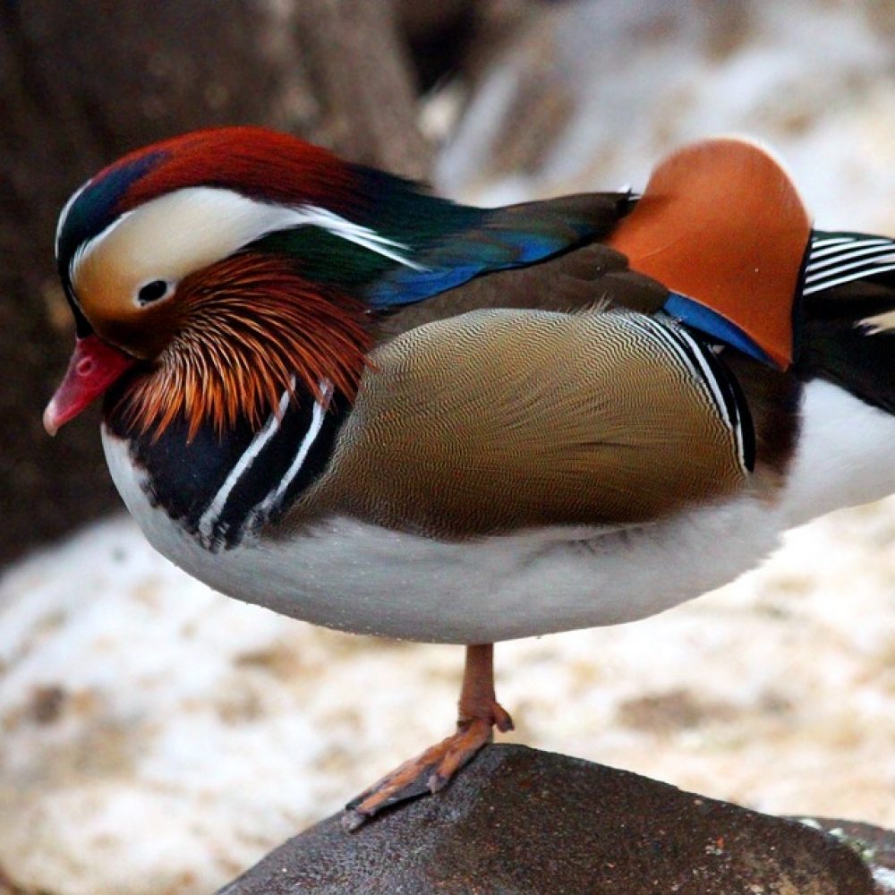 Canard mandarin