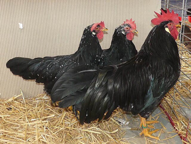 Poule Ancône. Races de poules qui pondent le plus