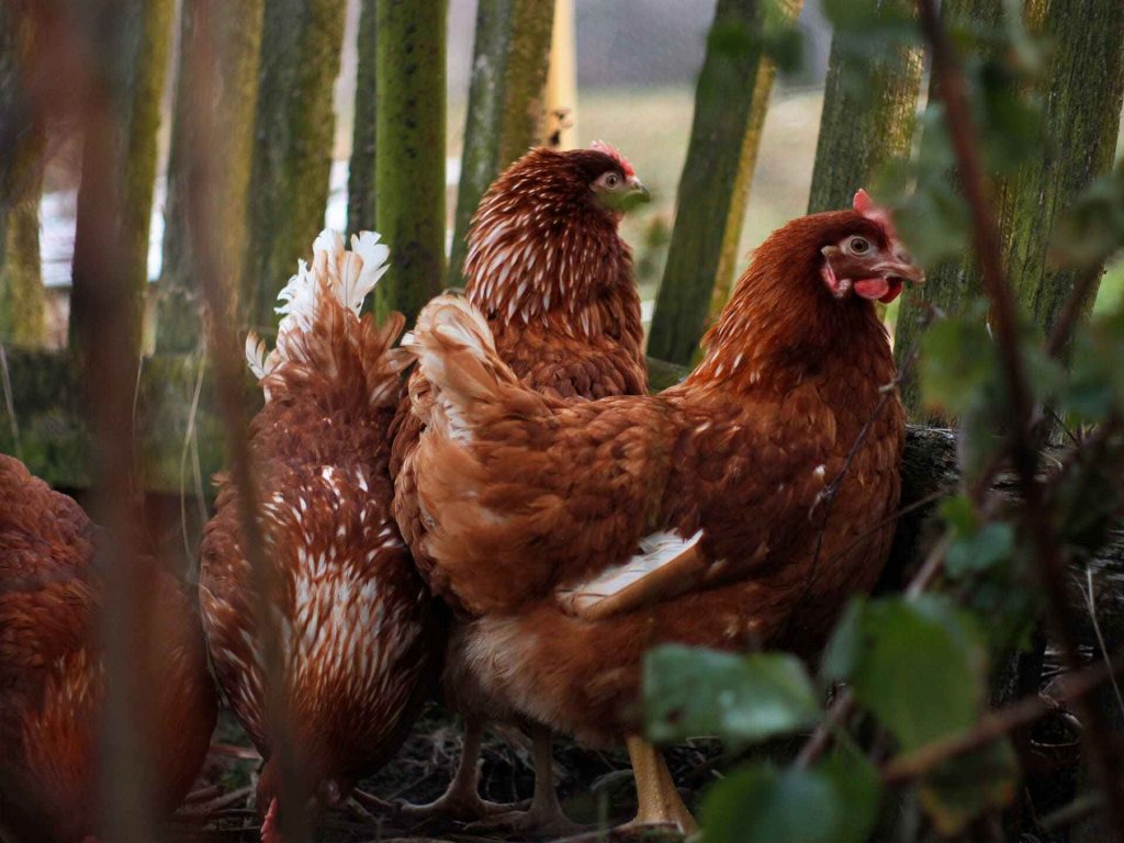 Poule Lohmann Brown.Races de poules qui pondent le plus