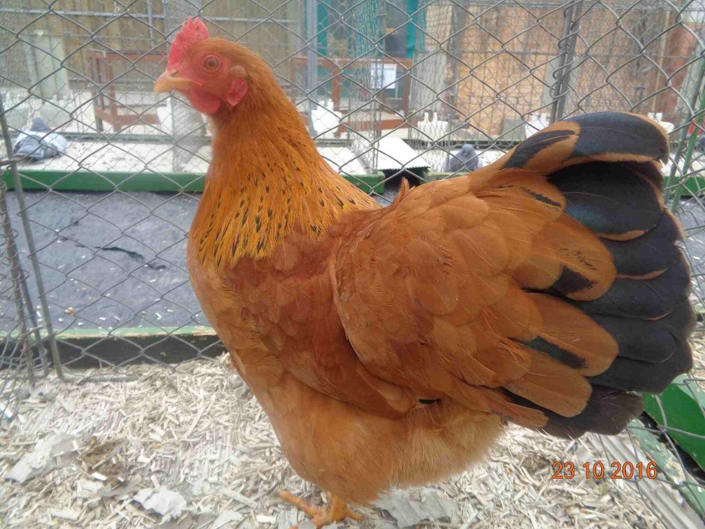 Poule New Hampshire. Races de poules qui pondent le plus