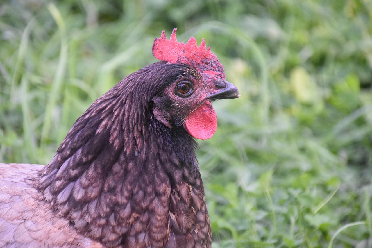 Élever une poule pondeuse