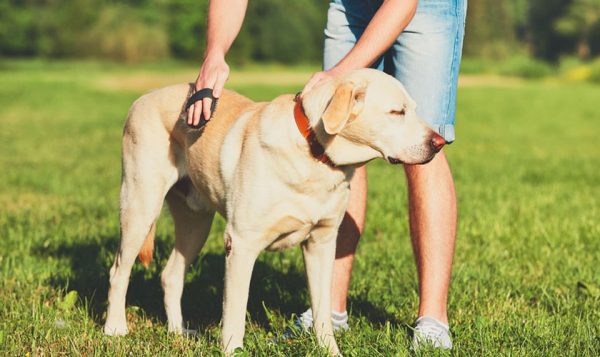 brossage du chien comment faire