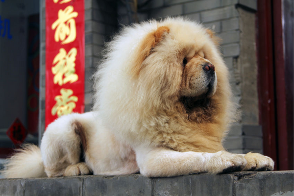 chien-chow-chow-criniere