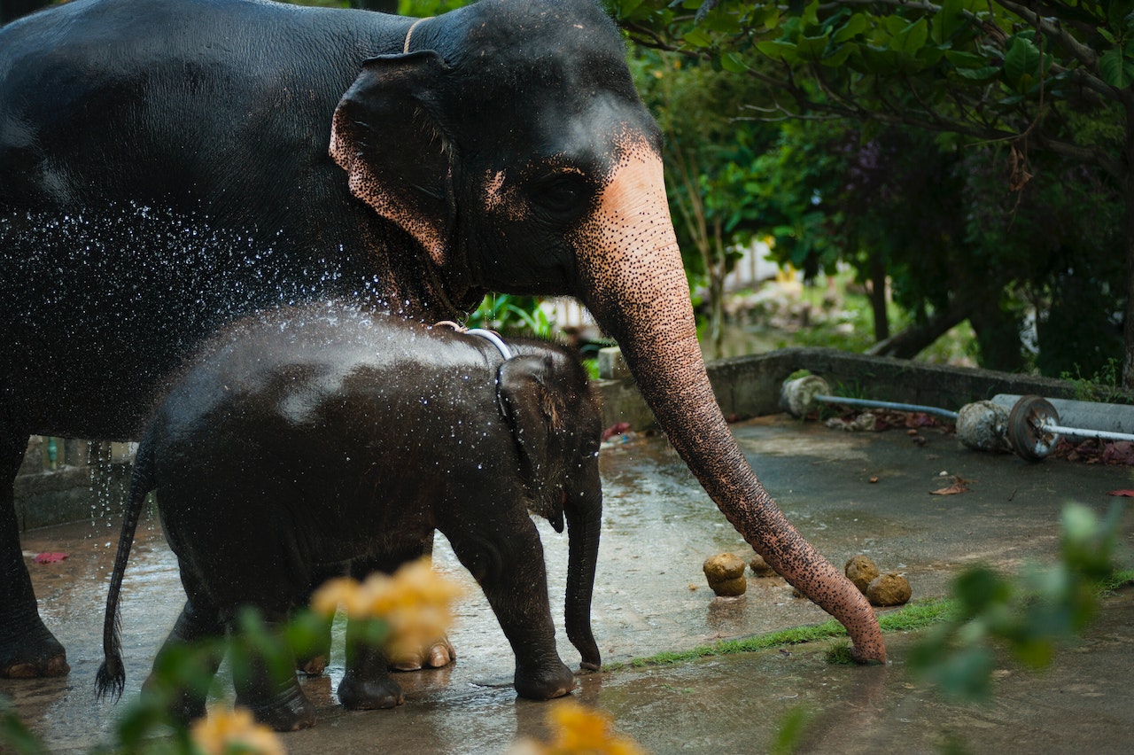 Éléphants parc animalier Ile-de-France