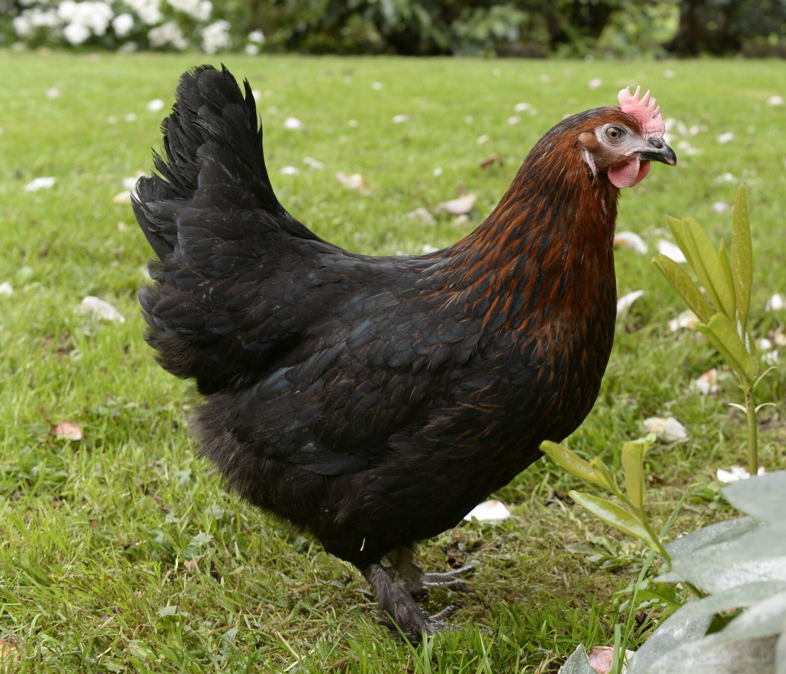 Poule Marans