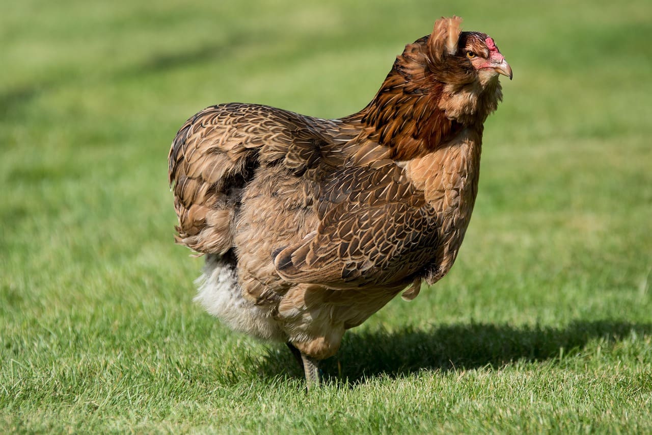 Poule Araucana