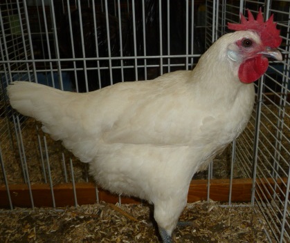 Bresse Gauloise blanche