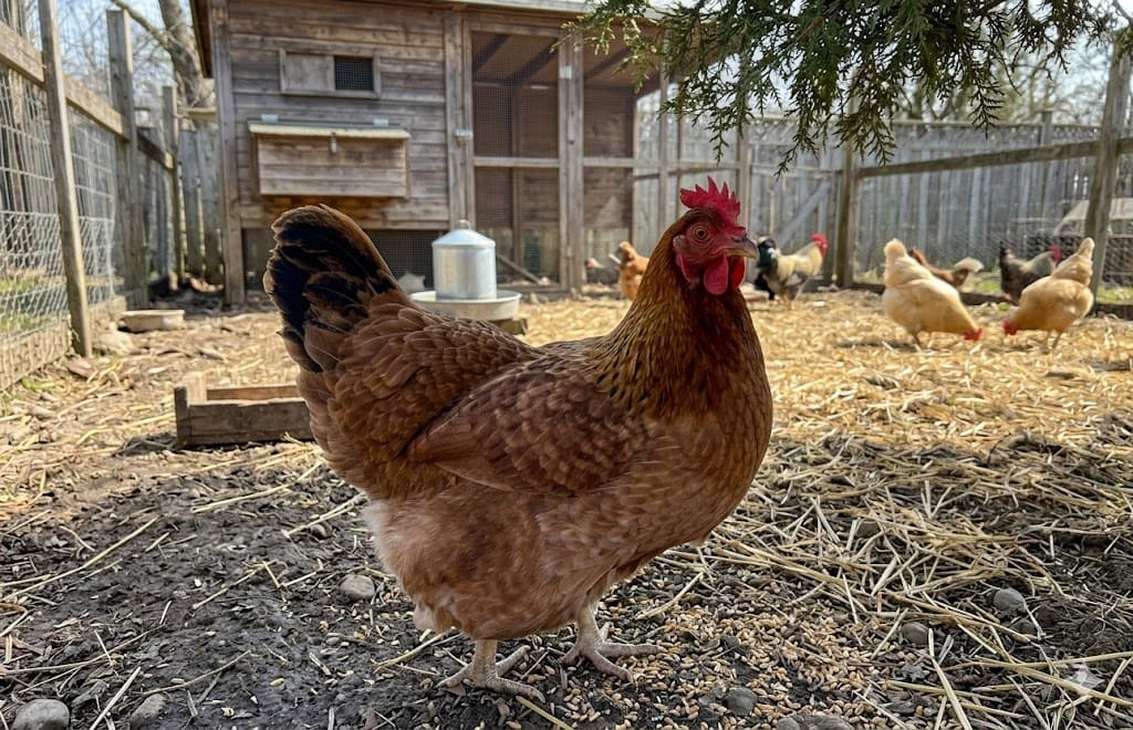 Poule Calico Princess