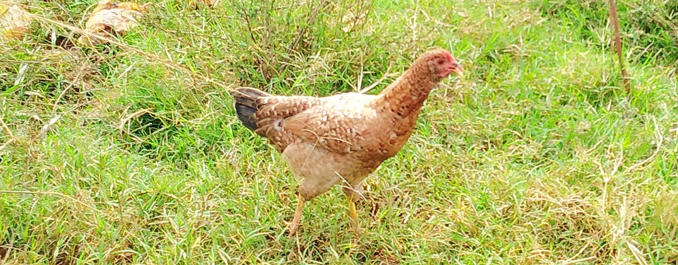 Poule Isa Brown. Races de poules qui pondent le plus