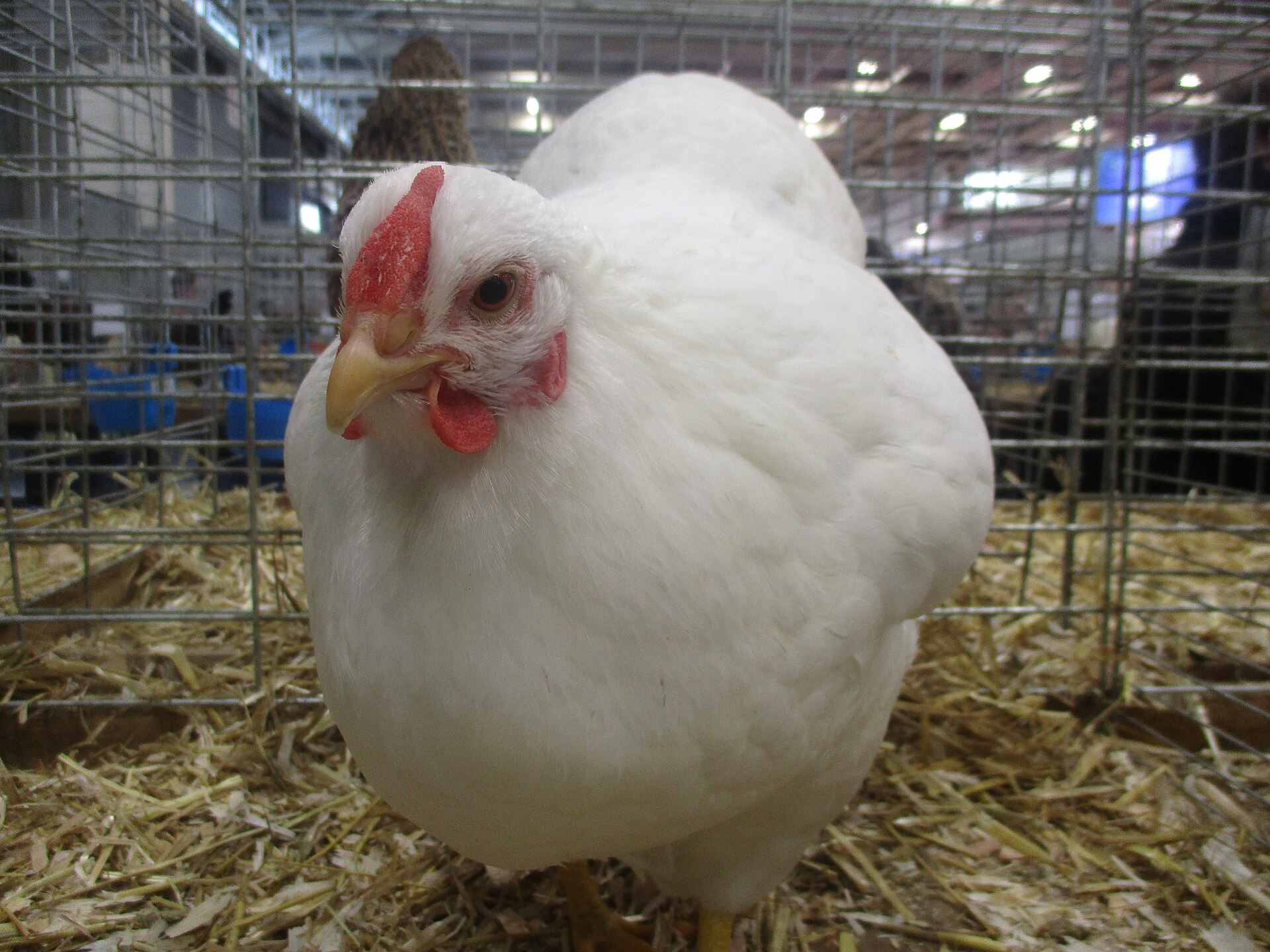 Poule gâtinaise