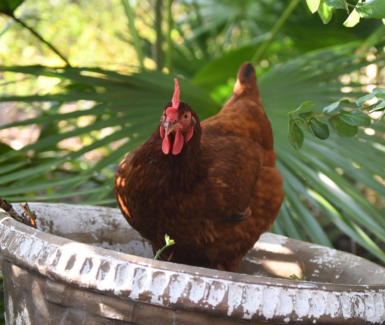 Rhode Island Red